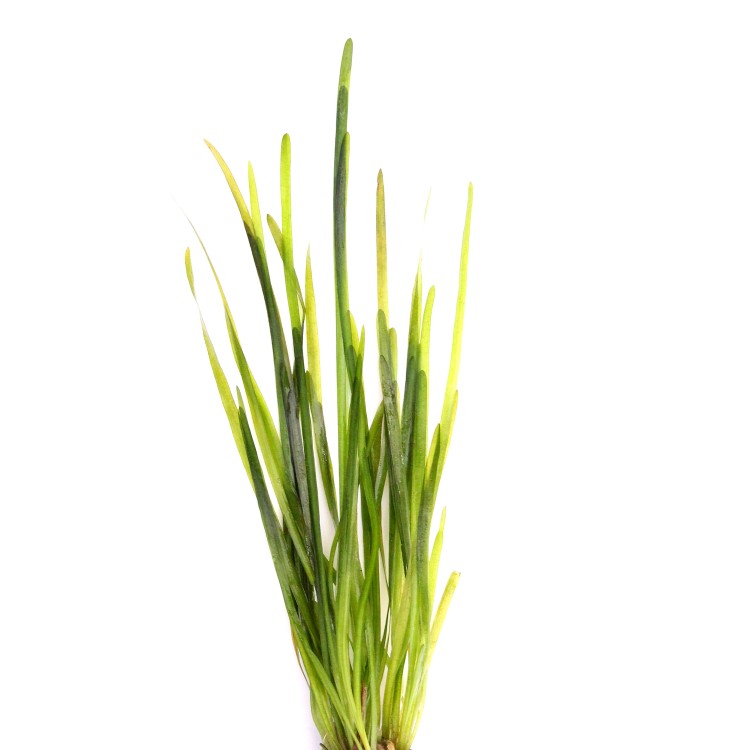 Planta acvariu Vallisneria Spiralis Dennerle - imagine 3